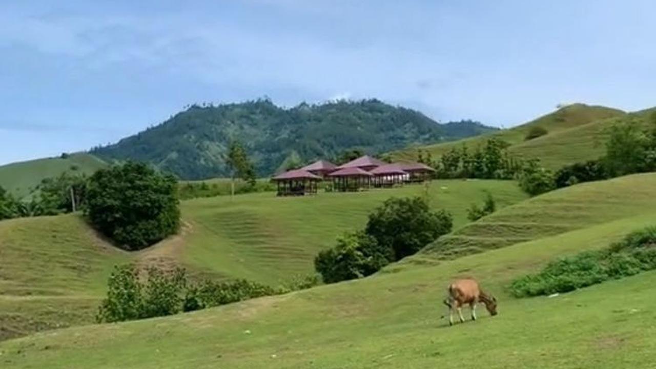 Ada Hewan Ternak