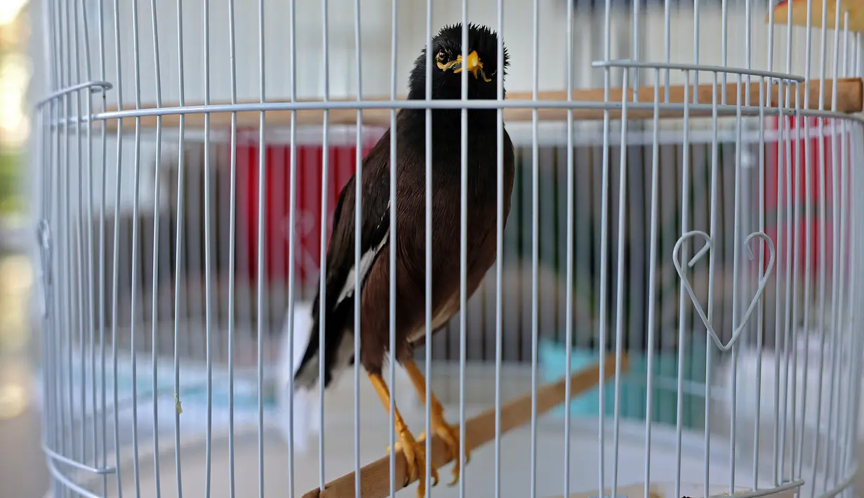Juji, burung mynah berada di dalam sangkar di rumah duta besar Prancis di Abu Dhabi, Uni Emirat Arab (10/2021). Gadis itu menangis setelah diberitahu bahwa dia tidak bisa membawa hewan peliharaannya dalam perjalanan selanjutnya ke Prancis untuk" sanitasi alasan", kata Chatel. (AFP/ Giuseppe Cacace)