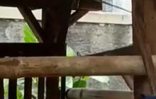 Hanya Ada 7 di Pulau Jawa, Ini Fakta Kambing Unik Bertanduk 5 di Bogor