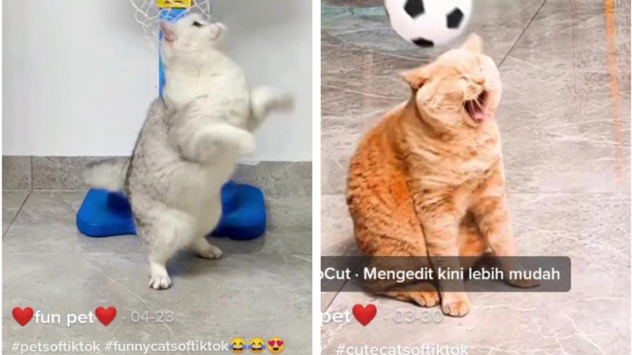 Potret Aksi Kucing Ikut Olahraga Bak Atlet Netizen: Lulusan Konoha Emang Mantap