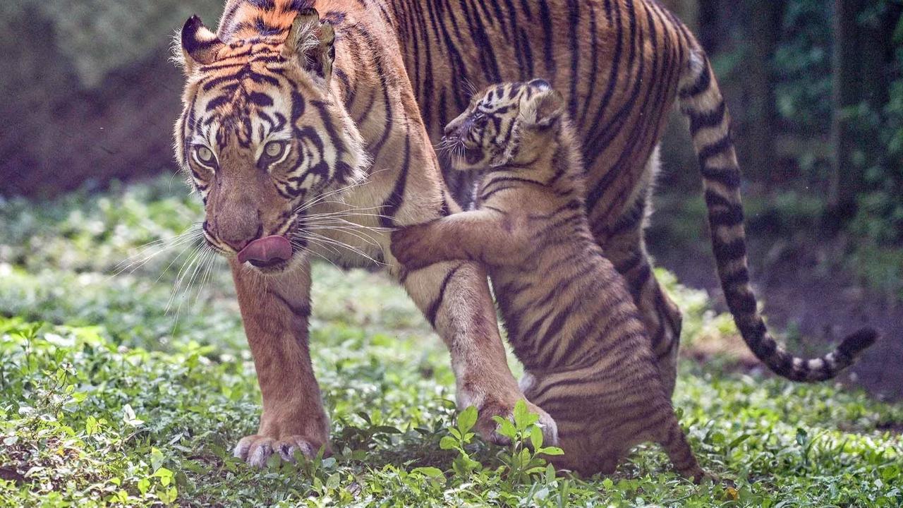 FOTO: Tingkah Menggemaskan Empat Anak Harimau Sumatra di Taman Safari Prigen