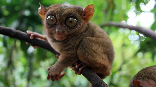 Foto: copyright biologypop.com