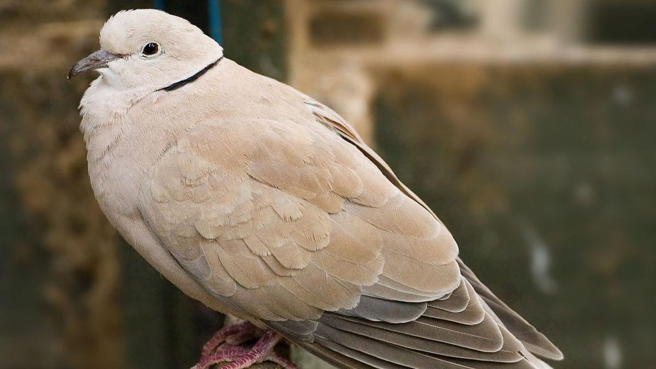Manfaat Memelihara Burung Puter di Rumah?