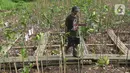 Peringatan ini disahkan bertujuan untuk meningkatkan kesadaran tentang pentingnya ekosistem mangrove dan konservasi mangrove secara berkelanjutan. (merdeka.com/imam buhori)