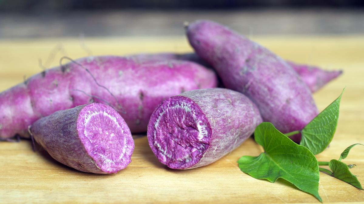 Panduan Merebus Ubi Ungu untuk Diet, Camilan Sehat dan Bergizi