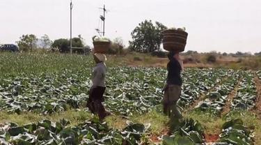 Kocak, Petani Ini Menaruh Gambar Seksi Agar Tanamannya Tidak Dicuri