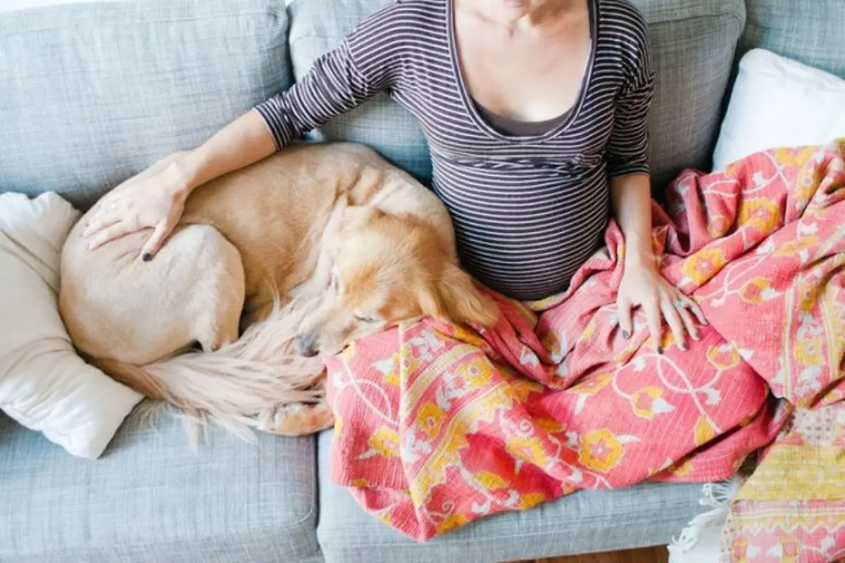 15 Anjing yang Nggak Sabar Menunggu Kelahiran Bayi Majikannya