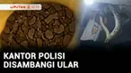 Menangkap penjahat sudah biasa, tapi bagaimana jika polisi harus beraksi menghadapi hewan liar seperti ular. Ada aparat Polsek Tanjung Bumi di Kabupaten Bangkalan, Jawa Timur, punya pengalaman berhadapan dengan ular piton sepanjang 5 meter yang 'bert...