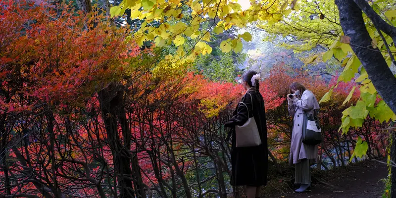 Musim Gugur, Begini Keindahan Pepohonan di Jepang