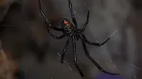 Laba-laba janda hitam atau black widow spider. (Wikimedia/Creative Commons)