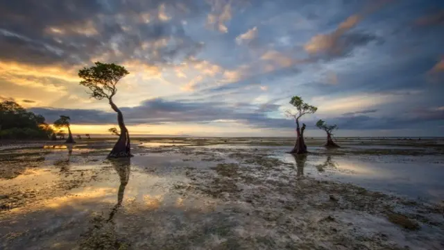 Pohon Menari di Pulau Sumba (Foto: Gunarto Song / Facebook)