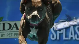 Seekor anjing bernama Nanook mengejar mainannya saat mengikuti kompetisi Splash Dogs di Costa Mesa, California (28/4). Dalam kompetisi ini para anjing menunjukkan ketangkasannya. (AFP/Mark Ralston)