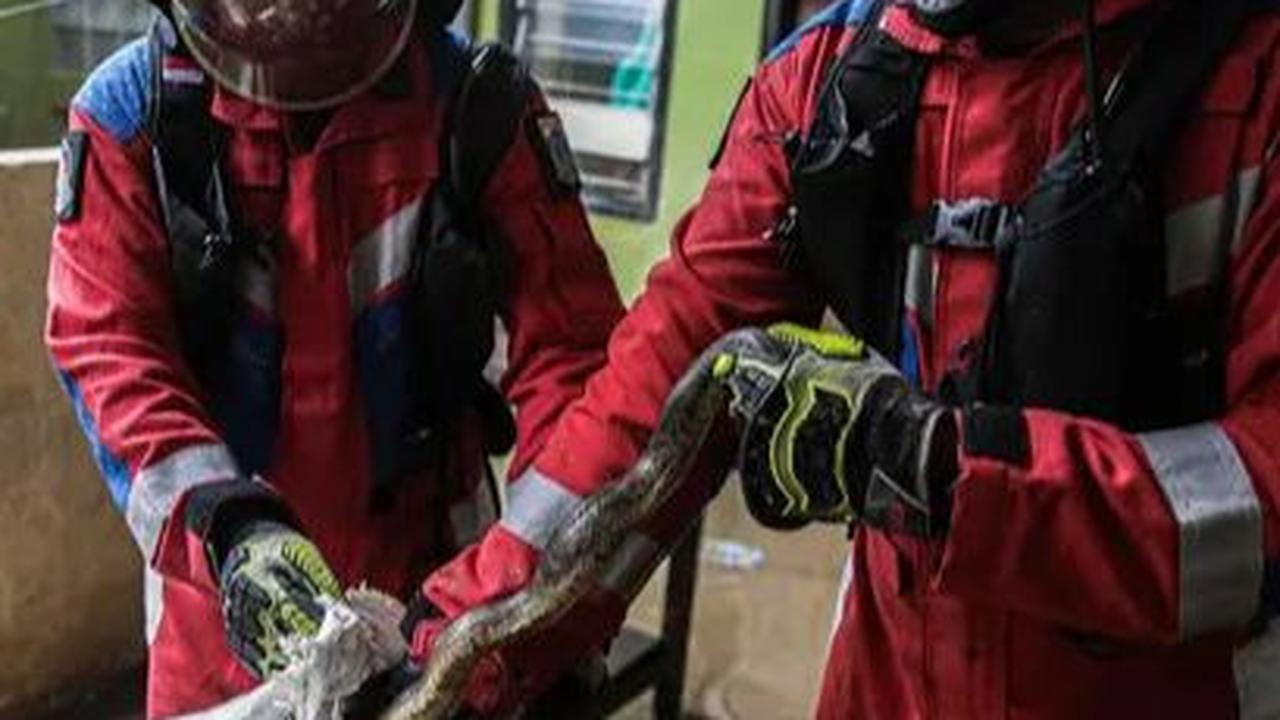 Seekor ular muncul di tengah banjir yang merendam permukiman warga di kawasan Kebon Pala, Kampung Melayu, Jakarta, Jumat, (1/12/2023). Kemunculan ular tersebut sontak menghebohkan warga sekitar.
