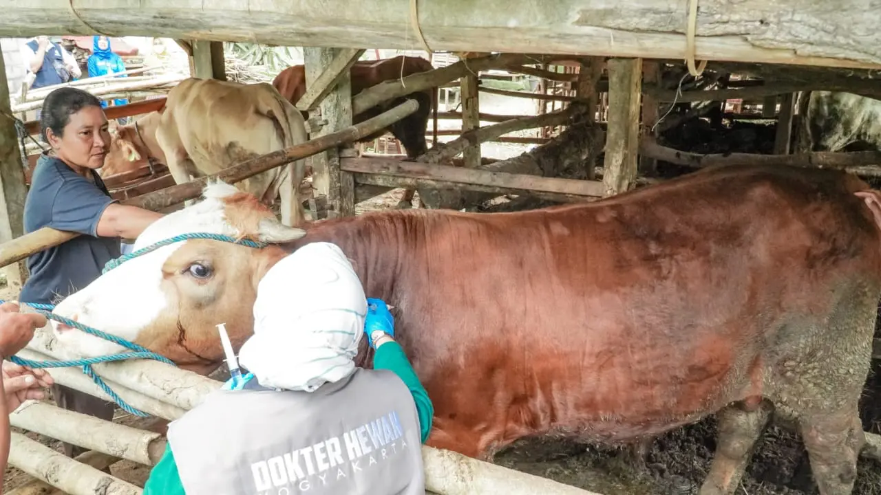 Cegah Wabah PMK Meluas, Kementan Kebut Vaksinasi Massal di Yogyakarta