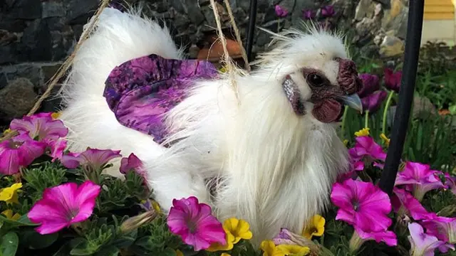Popok Ayam