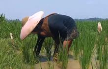 Nasib Pilu Anak Putus Sekolah di Lebak karena Masalah Ekonomi, Pilih Bantu Orang Tua di Sawah