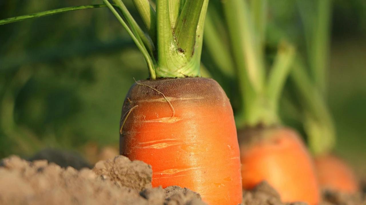 Ada 8 Tanaman Sayur yang Rentan Mati saat Musim Hujan, Apa Saja?
