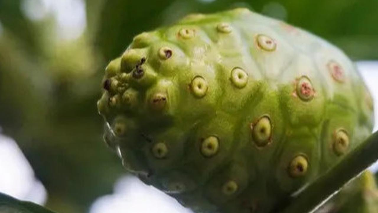 Mengenal Manfaat Buah Mengkudu untuk Menurunkan Kolesterol dan Meningkatkan Kekebalan Tubuh