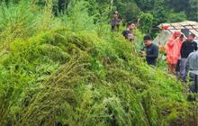 Bea Cukai Musnahkan 51,75 Hektare Ladang Aceh di Gayo Lues Aceh