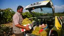 Pedagang menata buah anggur dalam mobil saat musim panen di sebuah pertanian di Kota Gaza, Palestina, Selasa (6/8/2019). Palestina, termasuk Gaza, memiliki lahan yang subur untuk ditanami buah dan sayuran. (Mohammed ABED/AFP)