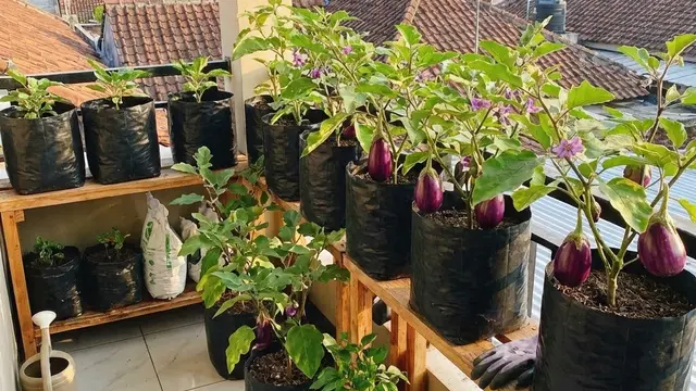 Kebun Sayur Kecil di Balkon Kos (Foto: AI)