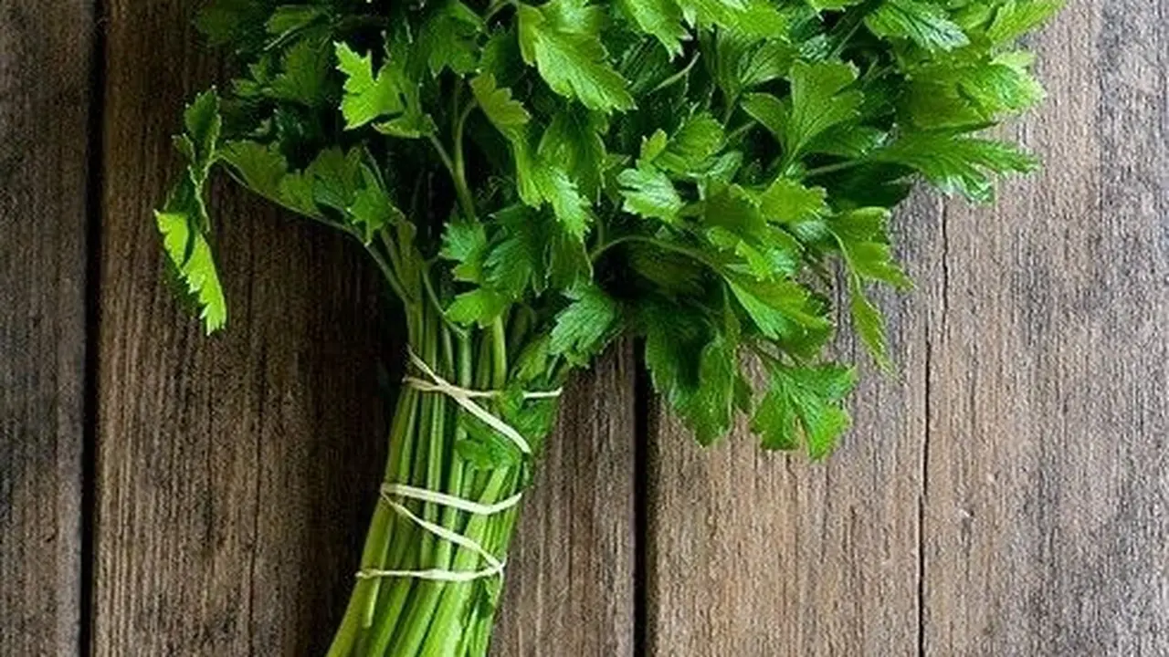 daun seledri