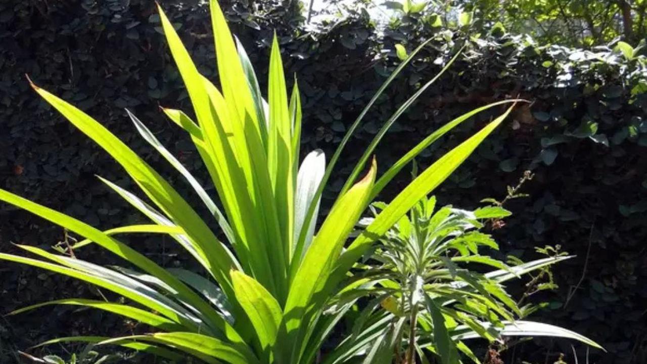 Mitos atau Fakta? Daun Pandan Mampu Turunkan Kolesterol dan Tingkatkan Imun