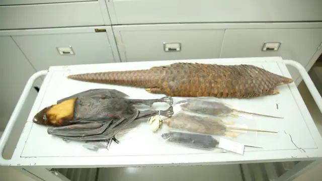 Kelelawar, Tikus, dan Trenggiling