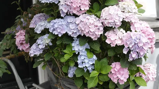 Hydrangea Flower (sumber: pixabay)