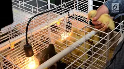 Pengunjung melihat hasil ternak itik pada pameran Indo Livestock Expo & Forum 2019 di Surabaya, Jawa Timur, Rabu (3/7/2019). Pameran yang berlangsung tanggal 3 - 5 Juli 2019 menampilkan Industri peternakan hewan, pakan ternak dan perikanan yang diikuti 25 negara. (Liputan6.com/HO/Iwan)