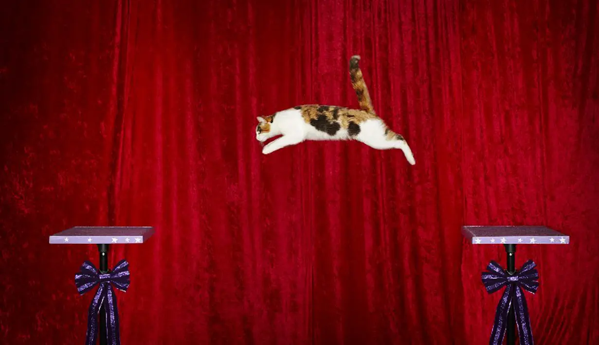 Seekor kucing bernama Alley mampu melompat sejauh 1,83 m membuat dirinya tercatat dalam  buku Guinness World Records 2014 (AFP PHOTO / GUINNESS WORLD RECORDS / JAMES ELLERKER)