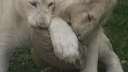 Sepasang singa putih muda -Kimba (kiri) dan Zamara dipamerkan di Kebun Binatang Parque de las Leyendas di Lima, Peru, Selasa (4/1/2022). Mereka lahir di penangkaran Kebun Binatang Leon de Mexico, tiba sebagai bagian dari program pertukaran untuk tujuan ilmiah dan konservasi. (Cris BOURONCLE/AFP)
