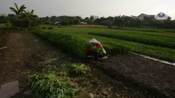 Petani memanen bayam dan kangkung di tanah garapan Taman BMW, Jakarta,Selasa (31/8/2021). Lahan kosong yang dirubah menjadi lahan produktif di samping proyek pembangunan Jakarta International Stadium (JIS) menjadi lahan pertanian sayur-sayuran. (merdeka.com/Imam Buhori)