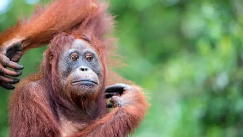 Ilustrasi orangutan (iStock)