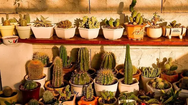 Berkebun