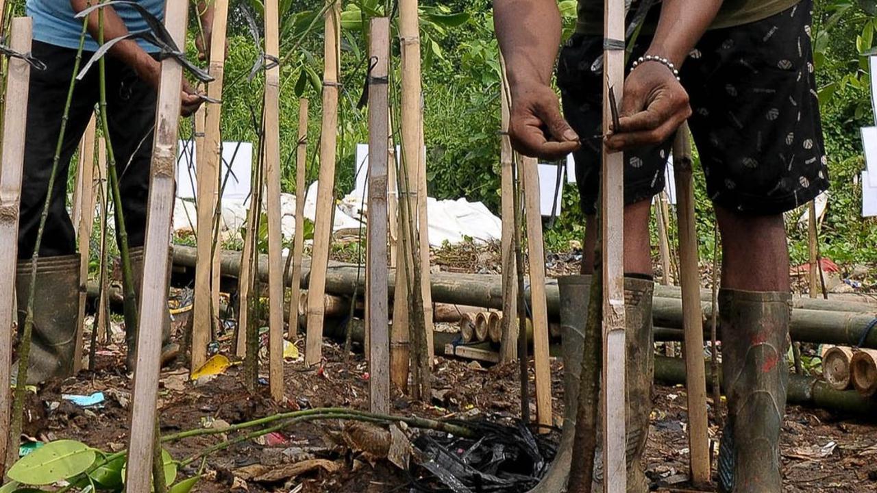 FOTO: Hari Mangrove Sedunia, 1.000 Pohon Bakau Ditanam di Pesisir Jakarta