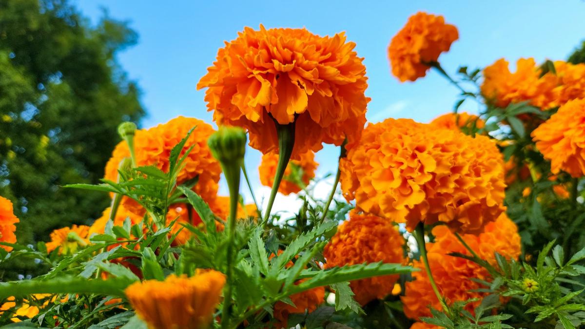 Marigold