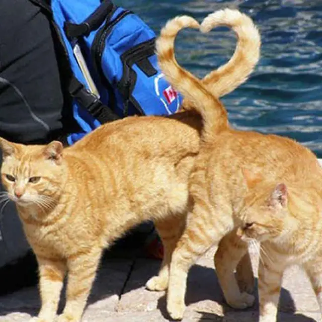 Foto kucing yang pas momennya