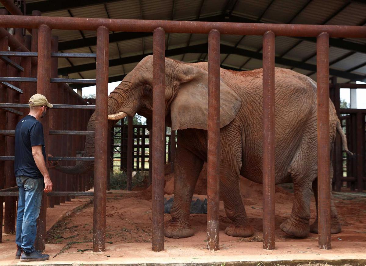 FOTO:  Kisah Pupy Menempuh Jarak 2700 Km untuk Kehidupan Baru di Suaka Gajah Brasil