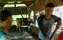FOTO: Ide Kreatif Warga Trenggalek Memanfaatkan Kotoran Sapi untuk Diubah Menjadi Bahan Bakar Biogas Pengganti Elpiji