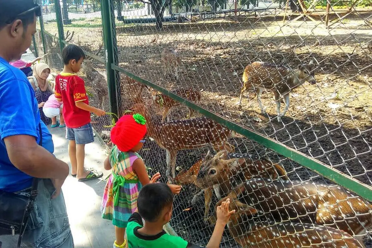 Ngabuburit Sambil Kasih Makan Rusa di Cirebon