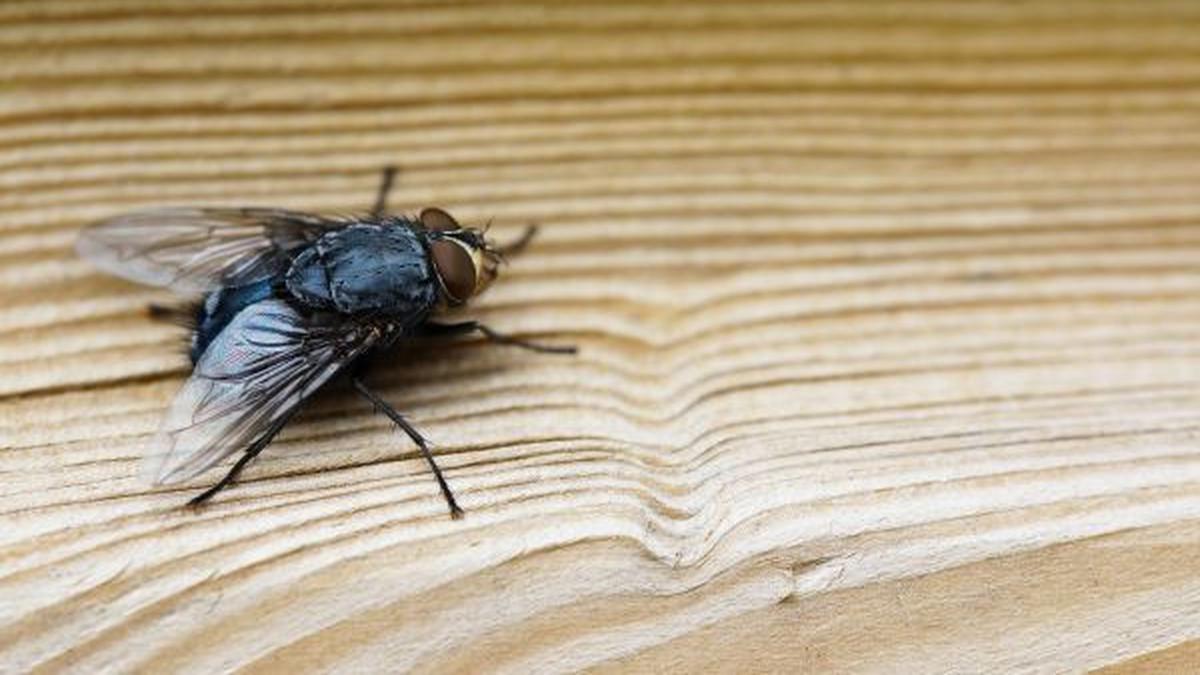 Lalat Tidak Mau Pergi dari Dapur? Coba Cara Ini untuk Mengusir Ampuh dan Aman