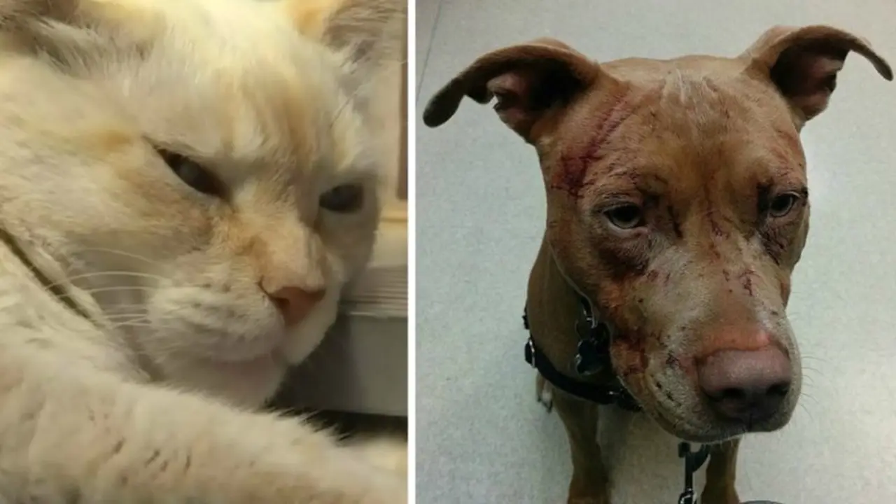 Kucing Ngamuk, 7 Anjing dan Satu Manusia Cedera Parah