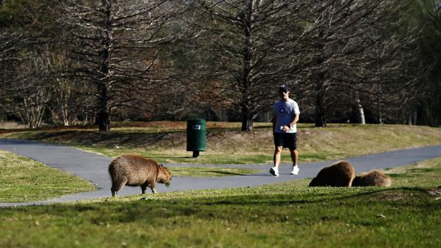 Capybara
