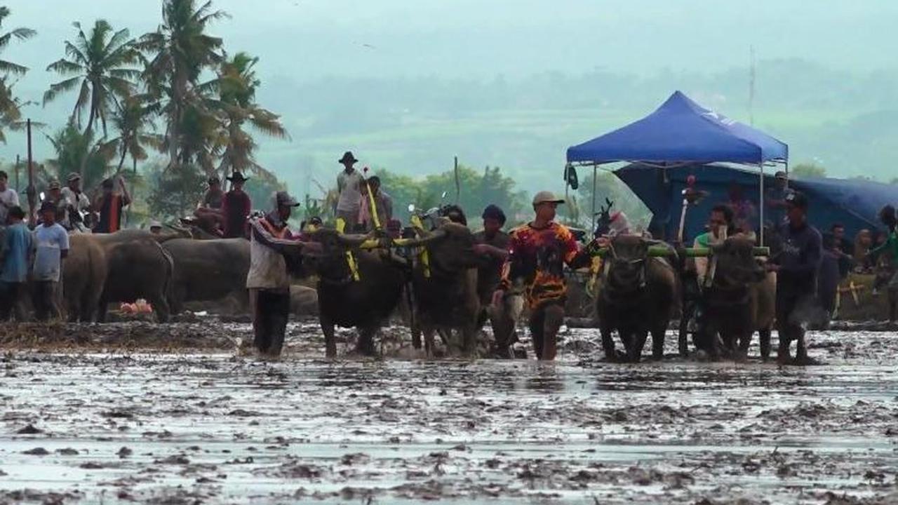 Dalam karapan kerbau, dua pasang kerbau melaju di lintasan lumpur sepanjang 200 meter, berlomba untuk mencapai garis finis terlebih dahulu.