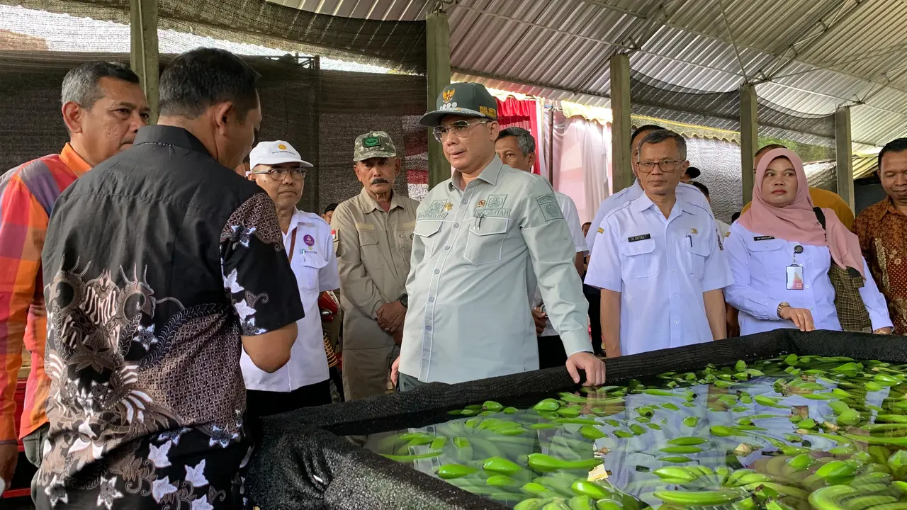 Wakil Mentan Harvick: Pisang Cavendish Blitar Harus Diekspor