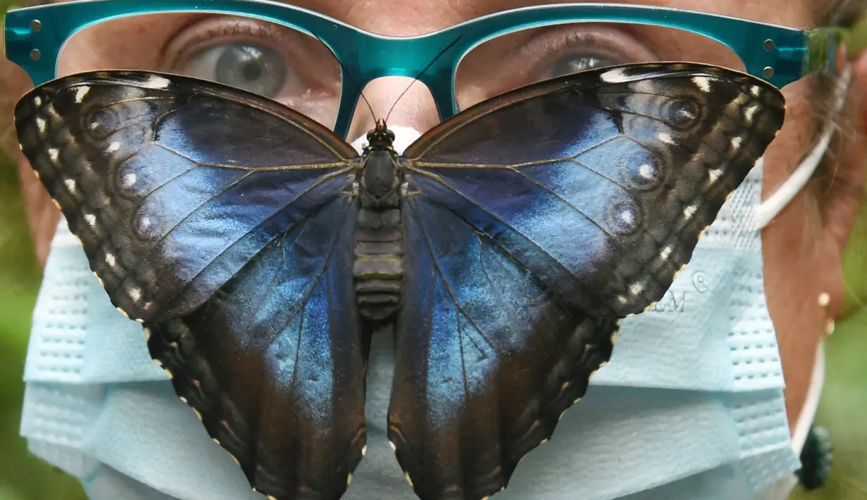 Kupu-kupu Biru (Morpho peleides) berusia beberapa jam mendarat di atas kepala seorang perempuan yang mengenakan masker di Taman Kupu-Kupu Alaris di Lutherstadt Wittenberg, Jerman pada 8 September 2020. (Waltraud Grubitzsch/dpa via AP)