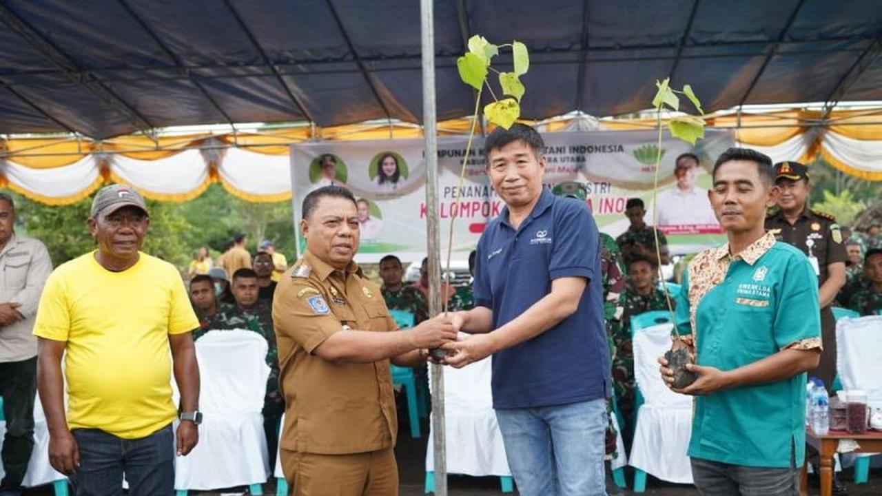 Trivia: Pohon Balsa Halmahera Utara, Komoditas Emas Baru yang Panen Cepat