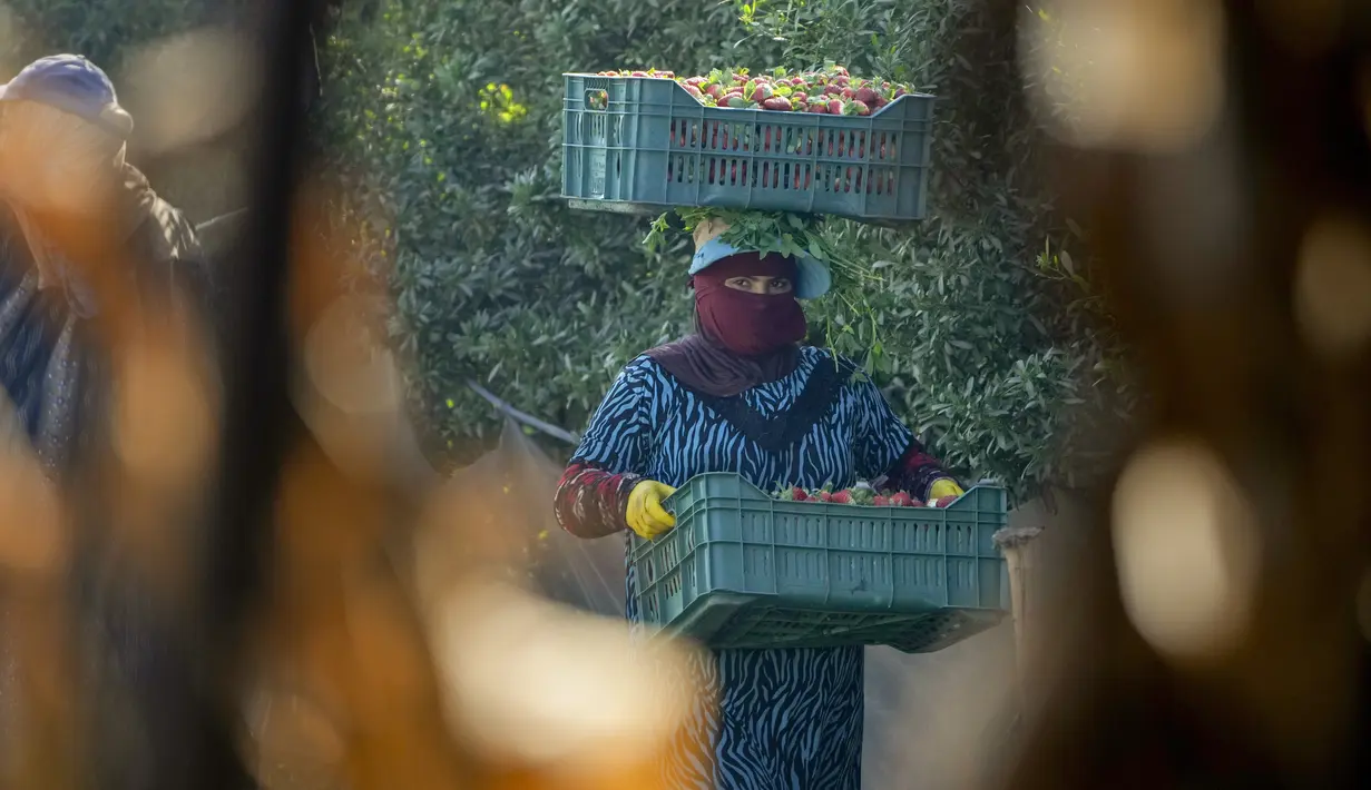 Seorang petani Mesir membawa kotak stroberi saat panen di sebuah ladang di Toukh, di luar Kairo, Rabu (18/1/2023). Mesir telah memasuki musim panen stroberi musim dingin. (AP Photo/Amr Nabil)