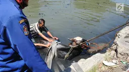 Petugas pemadam kebakaran bersama warga mengevakuasi seekor sapi yang tercebur ke Kali Mberok, Kota Semarang, Sabtu (10/8/2019). Diduga sapi tersebut kaget saat diteriaki anak-anak sehingga lepas kendali dan masuk sungai. (Lipuan6.com/Gholib)